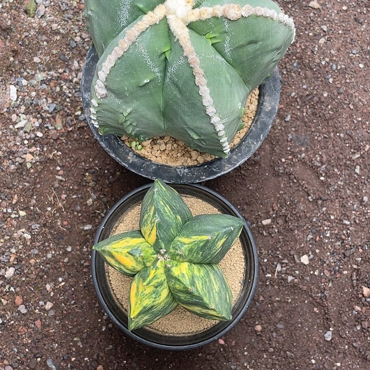 小***宇实生根鸾凤玉仙人球一物一拍