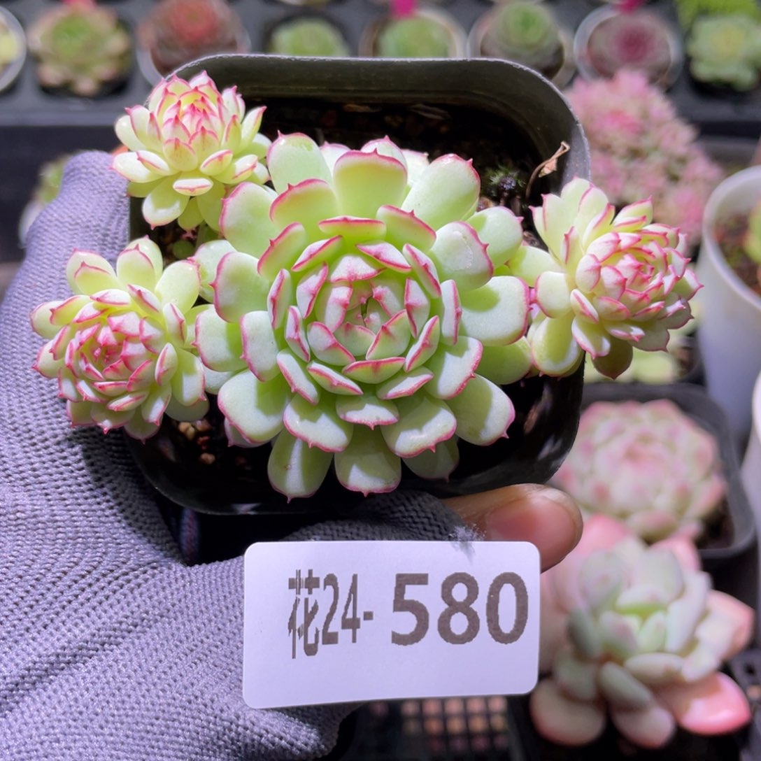 花利美24-580小红船