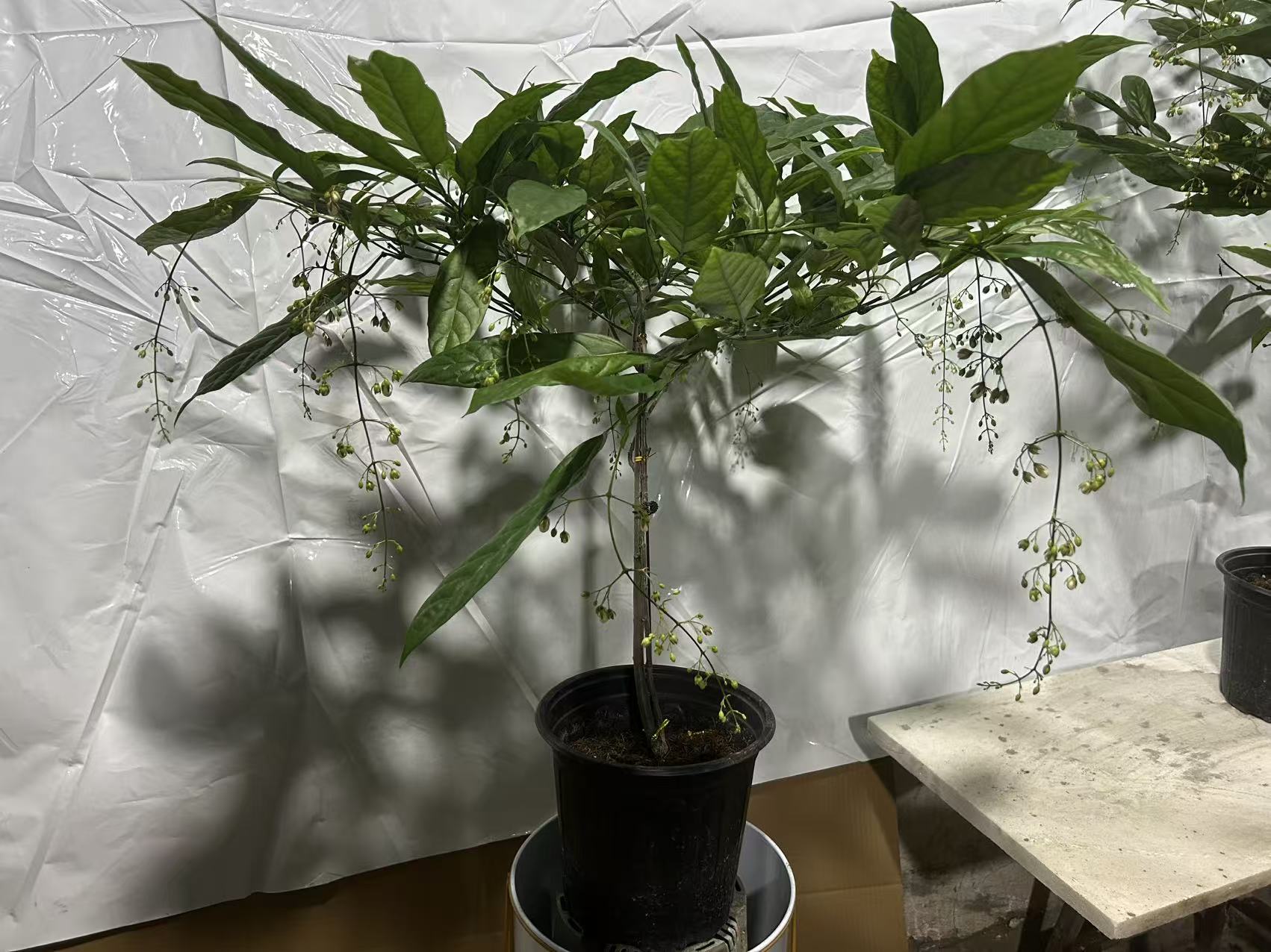 垂丝茉莉室内观赏盆栽四季开花带花苞好养耐阴