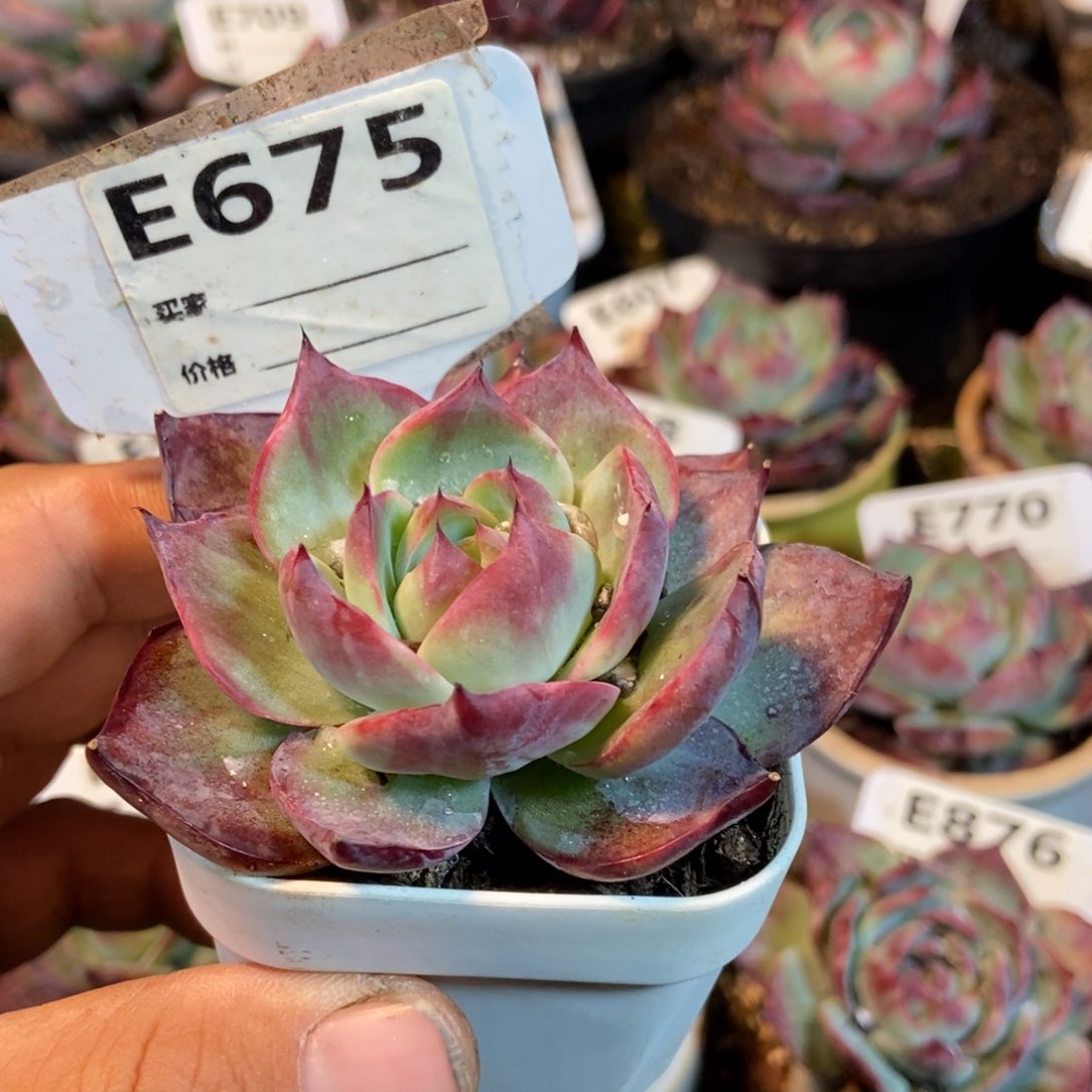 惊鸿一瞥675号楼