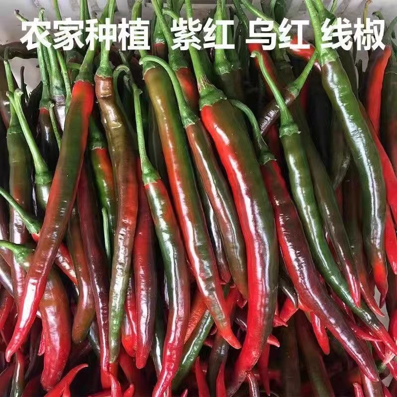 新鲜乌红紫红辣椒现摘泡椒红线椒辣椒蔬菜泡椒专用