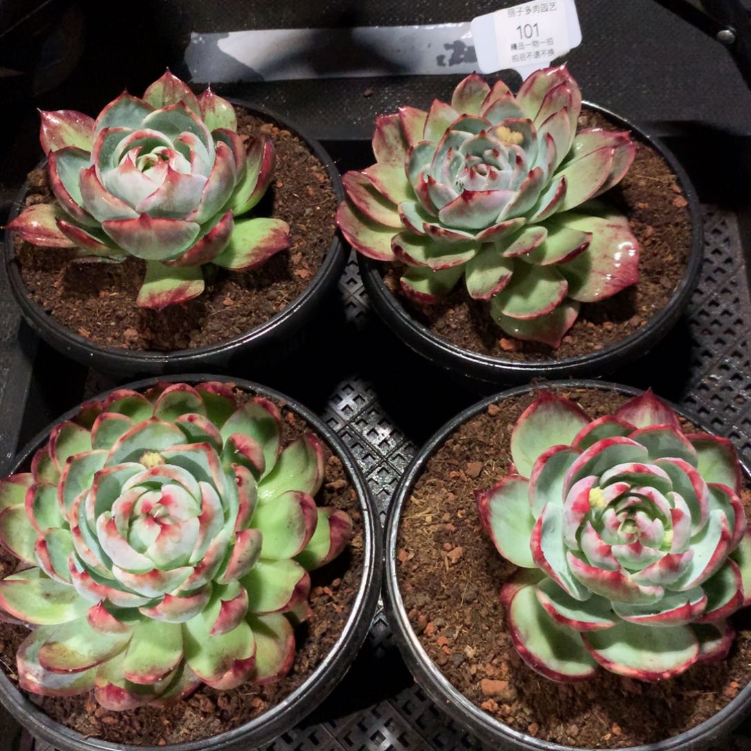 101惊鸿一组4颗。尺寸13。多肉植物