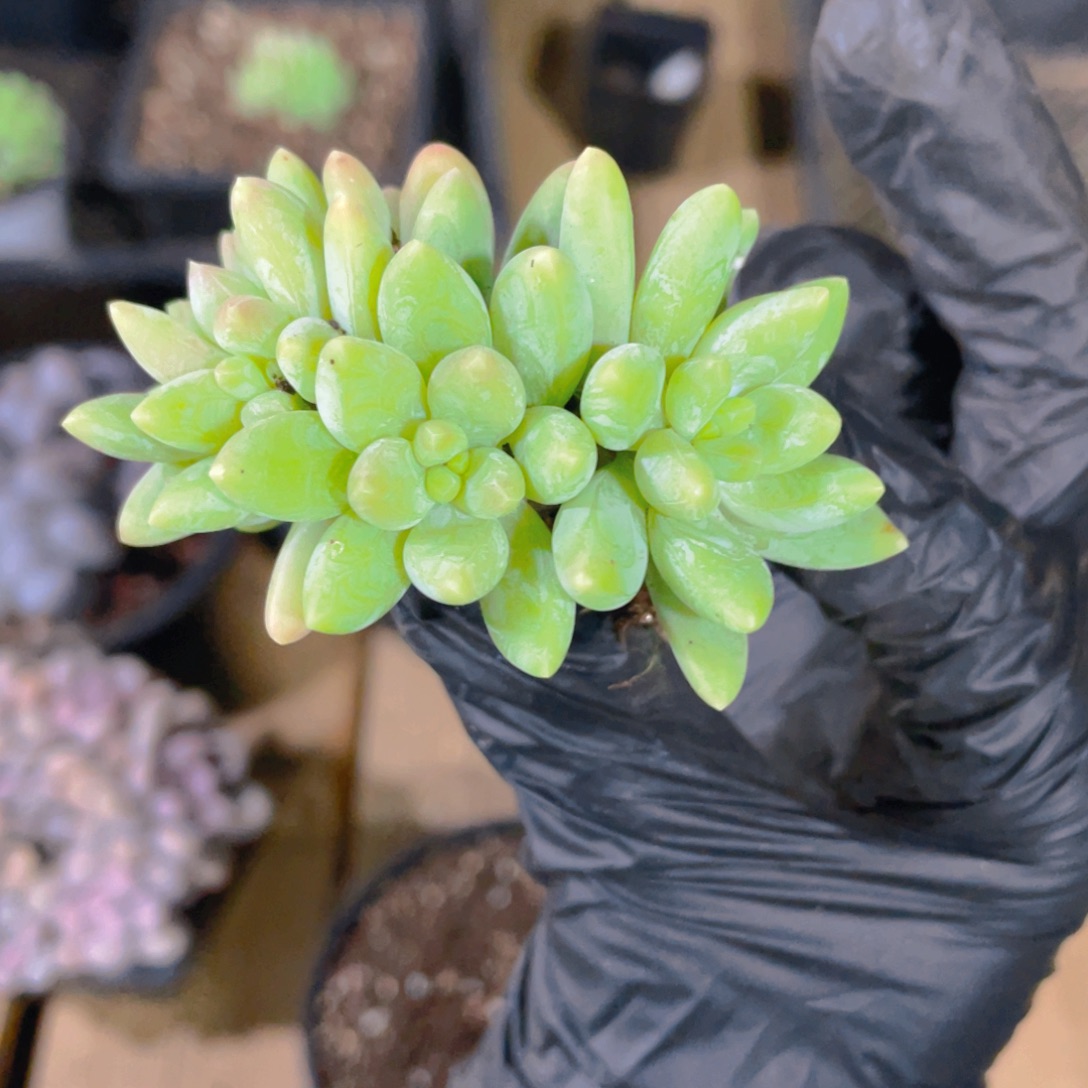 (***寻蒂斯托啊多肉植物一棵