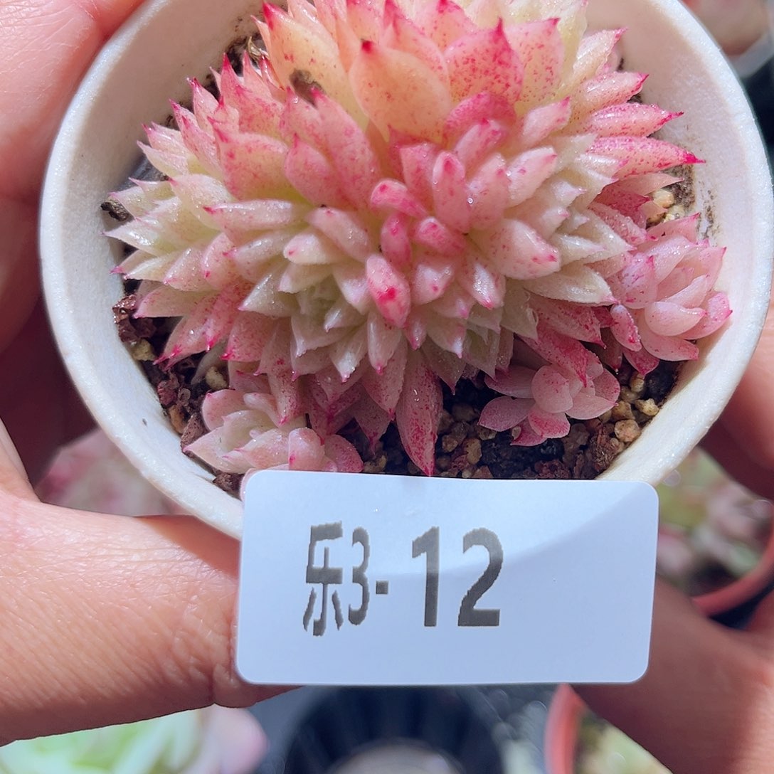 乐3-12 麦秆群不包整