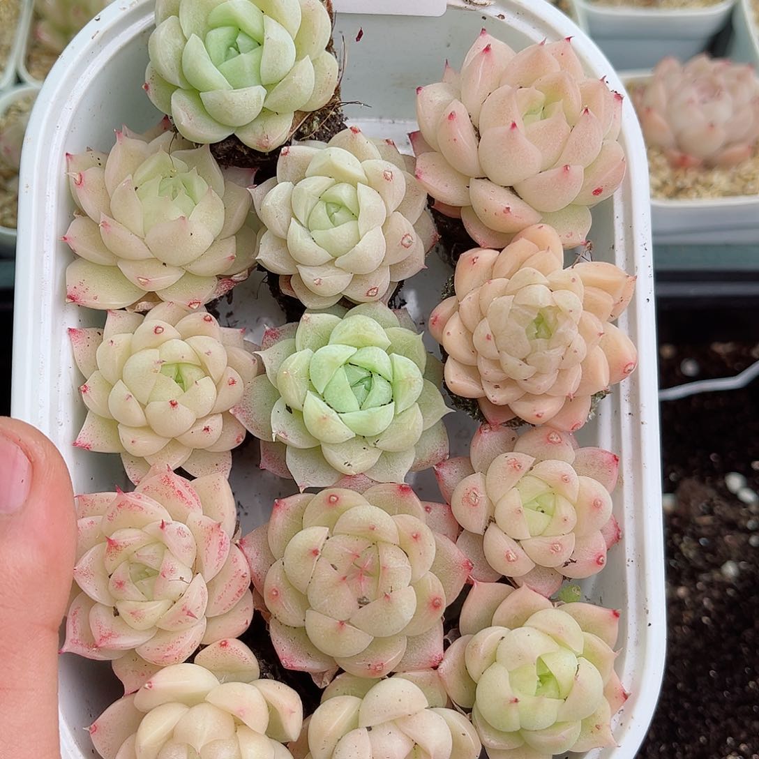 1-58 新疆西藏内蒙不发12.8包邮2-3公分