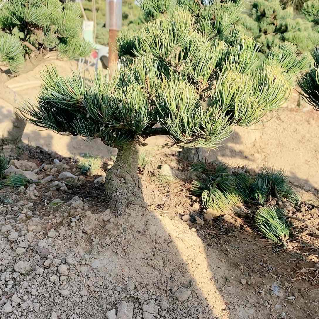 【闪购商品】无花朵蔡*根