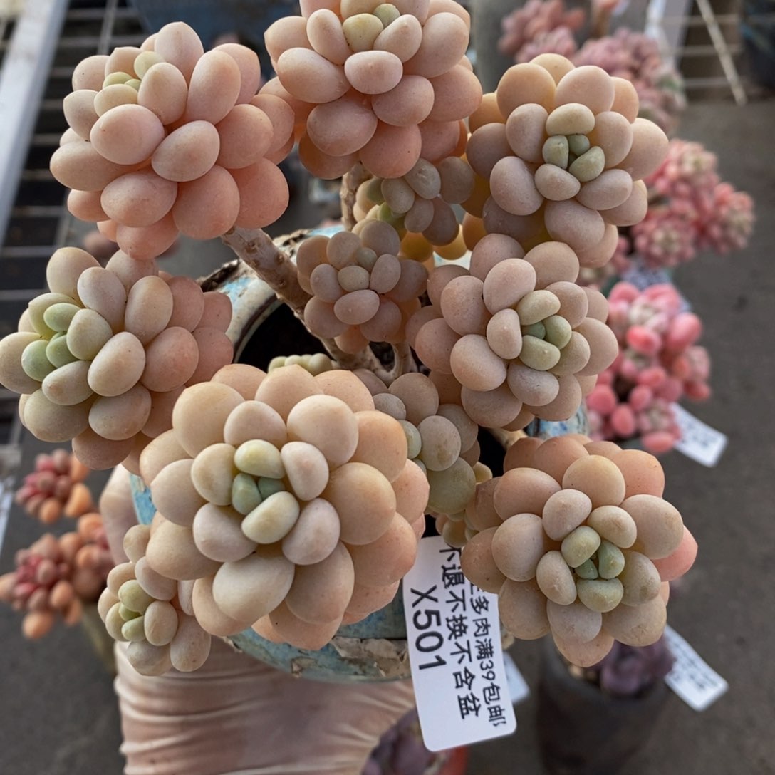 洛可可501/10cm的肉