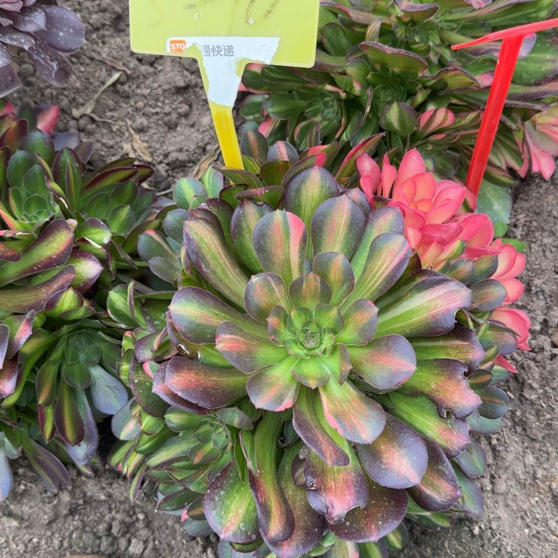 5-10---多头多肉植物
