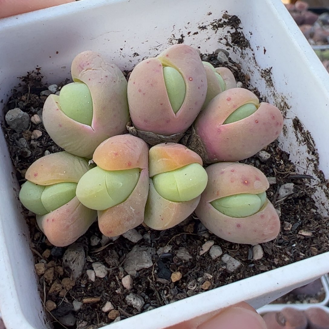 553多肉植物组合