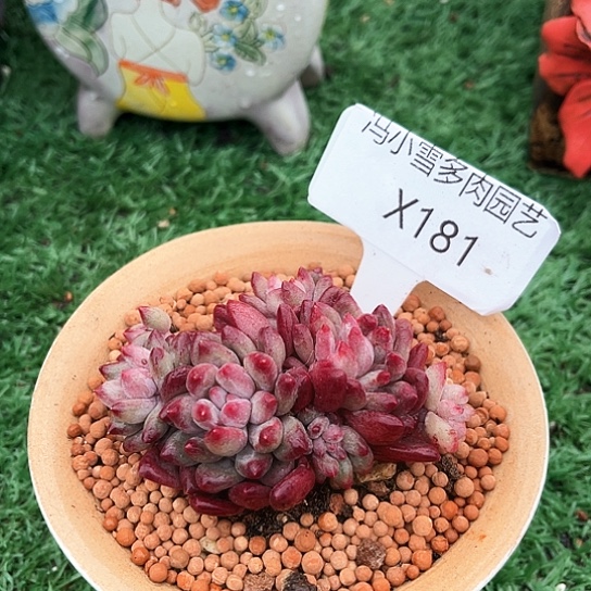 我是第一百个为妖刀应援的阴阳师