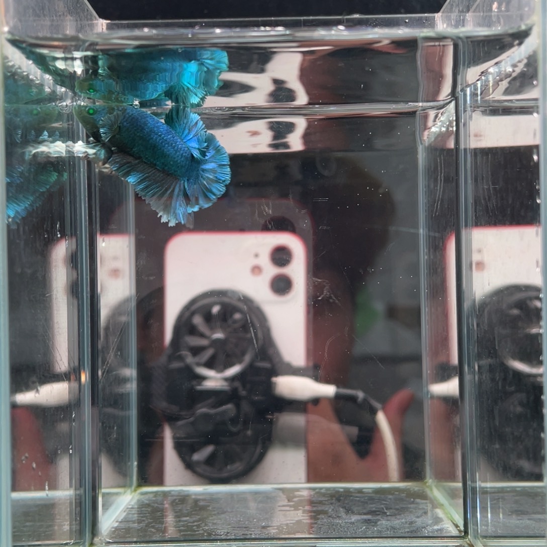 斗鱼印尼精品斗鱼80