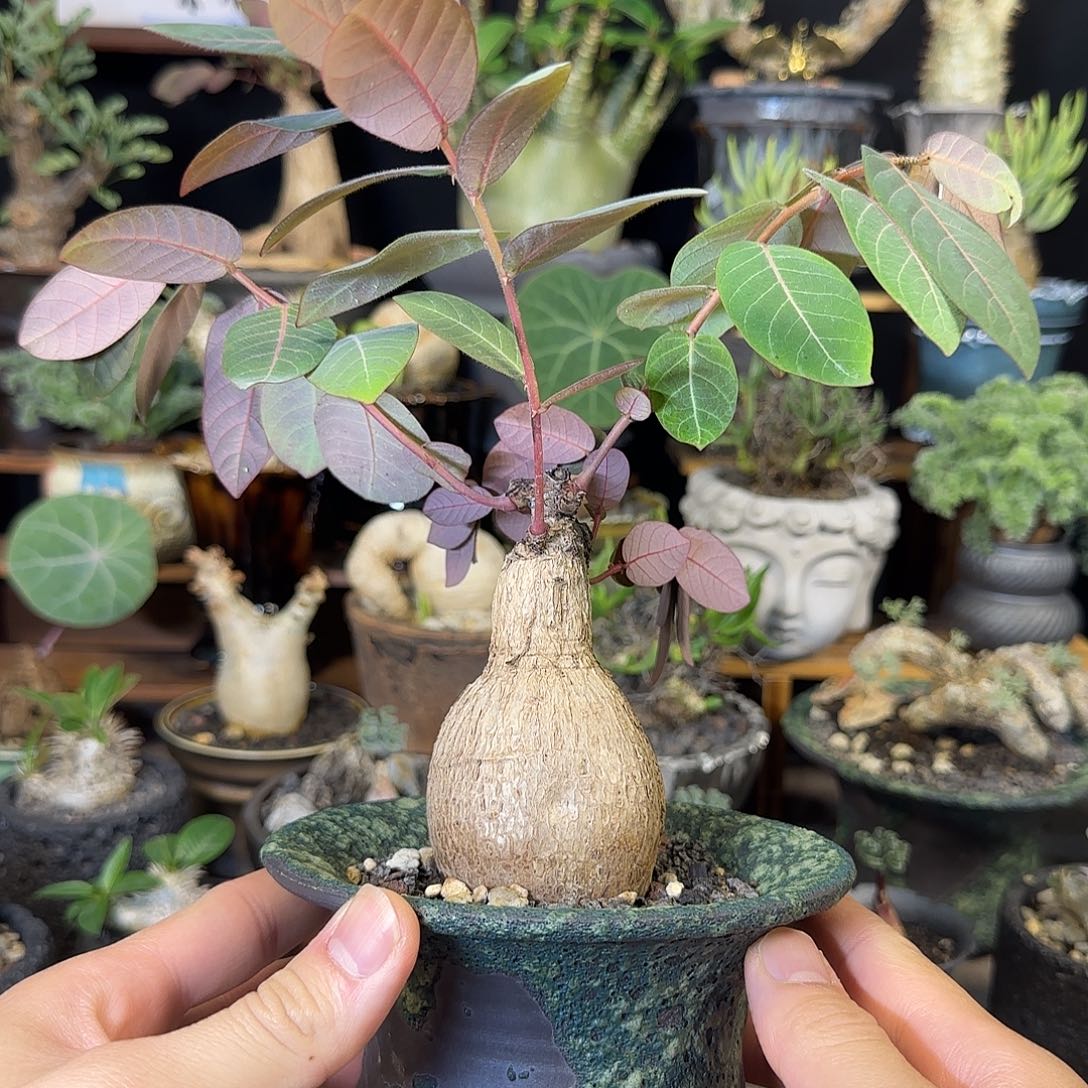 一物一拍奇异油柑290