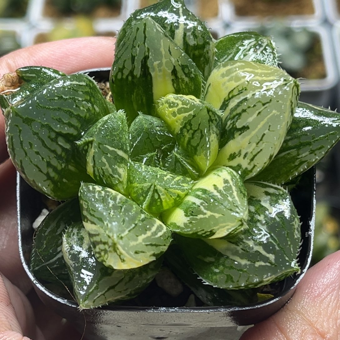 308巨大宝莲灯玉露锦