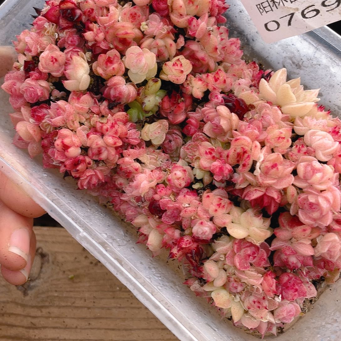 多肉植物多肉植物769