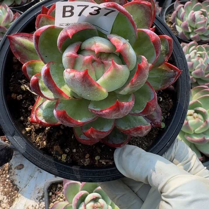 惊鸿仙子 737........