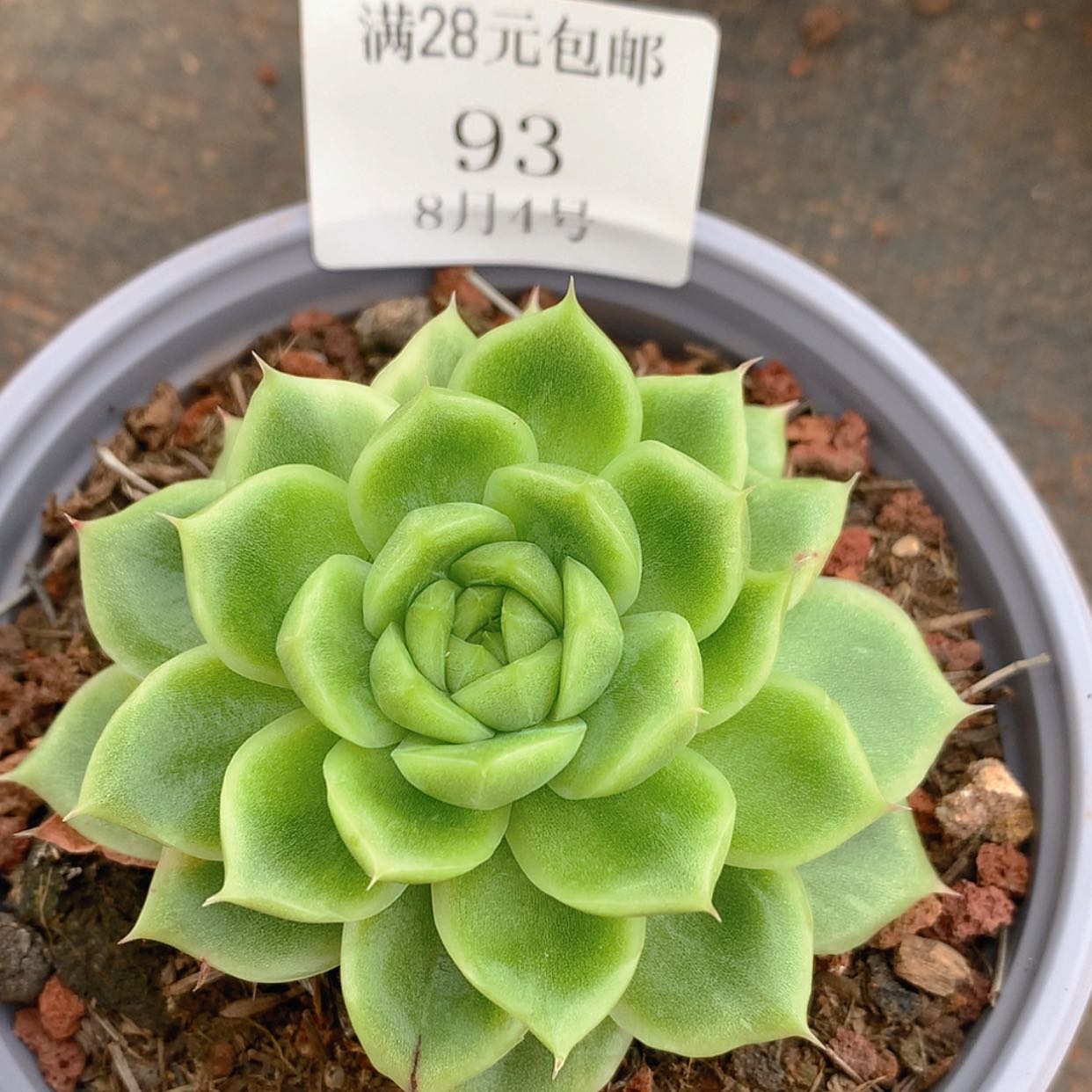 【闪购商品】云93号杂交锦