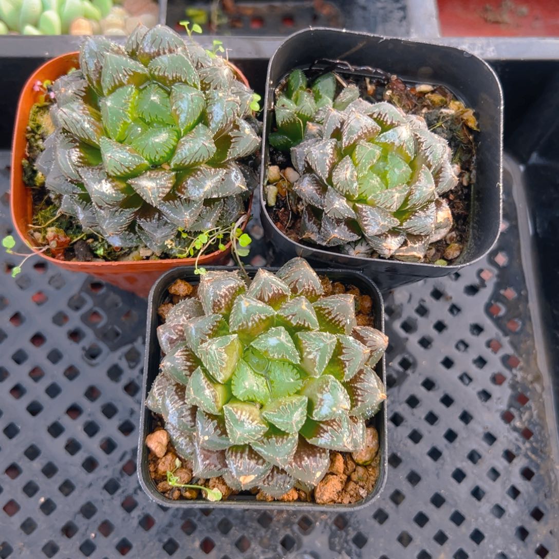 红岩玉露多肉多肉，