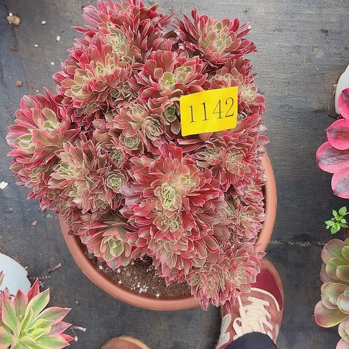 多肉植物缀化1142