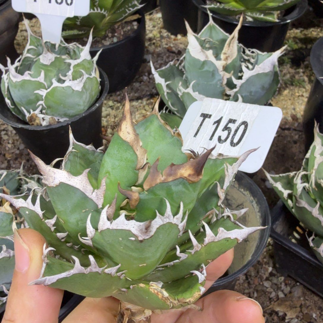 福利红猫脱土发一颗