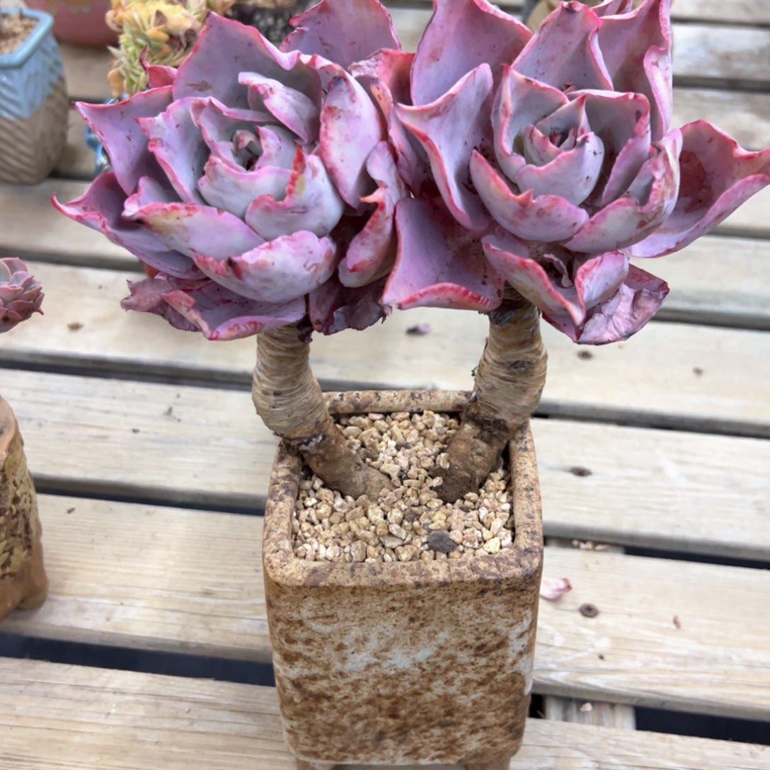 S****1晚霞28 零零多肉植物