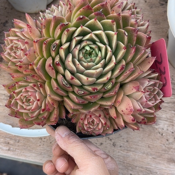 两单包邮，一物一拍233间蝶