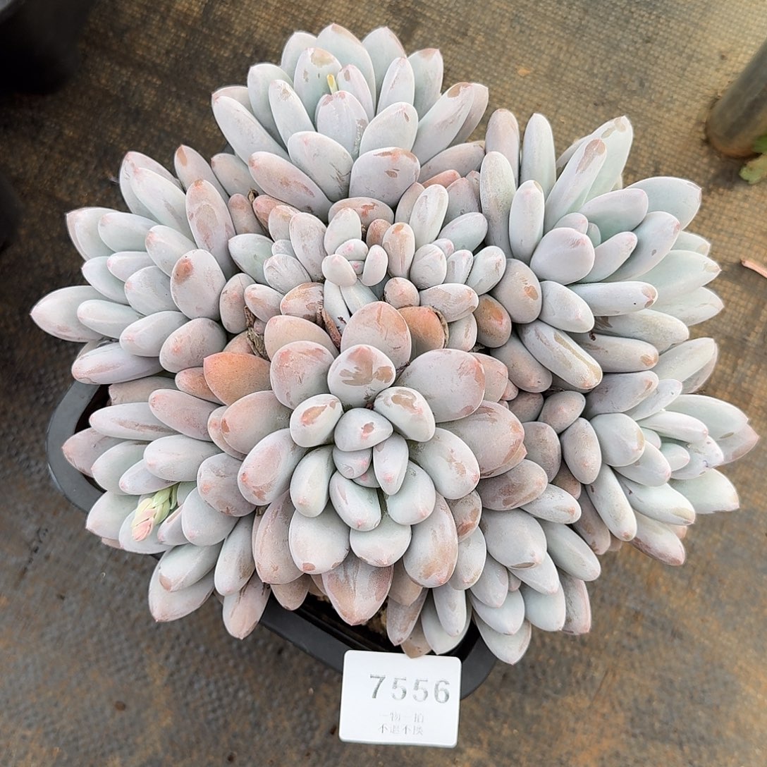 是***、7556号香所多肉群生