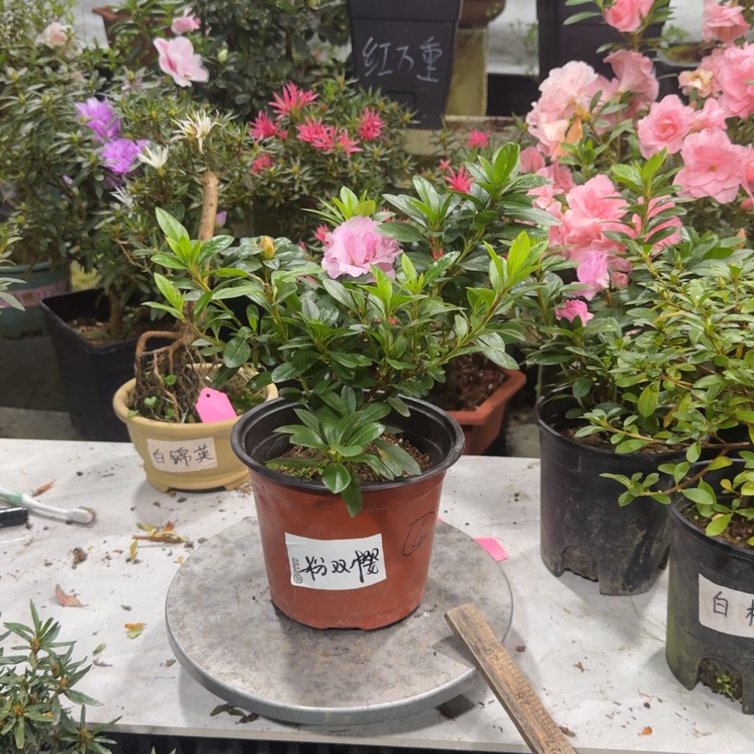 用***2完全开放粉双樱杜鹃花