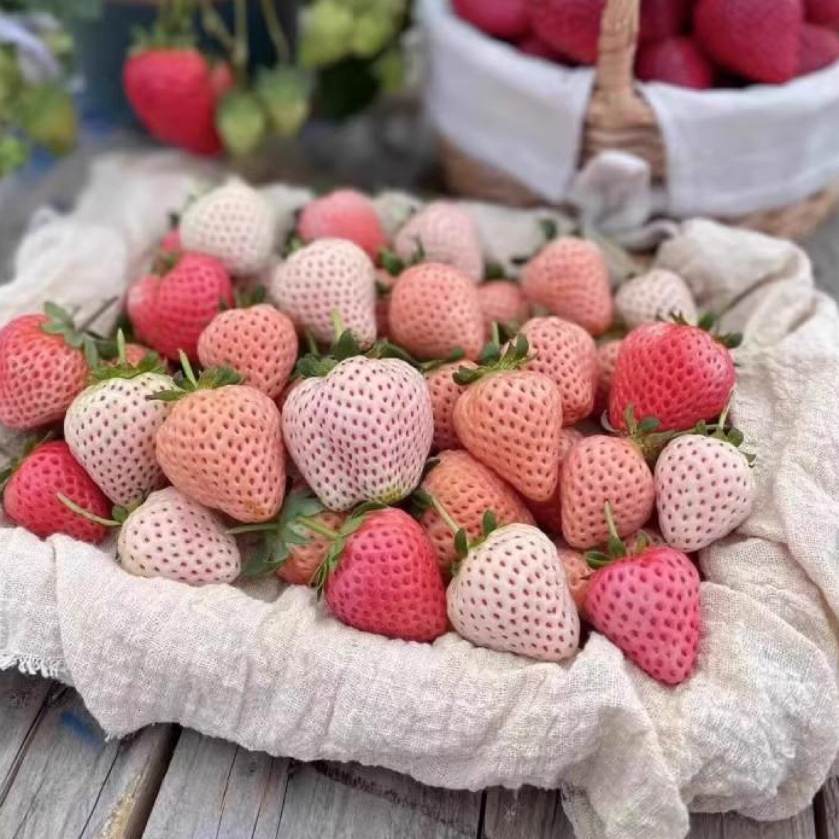 《带加仑盆》草莓真红美玲原盆原土四季结果室内室外阳台楼顶