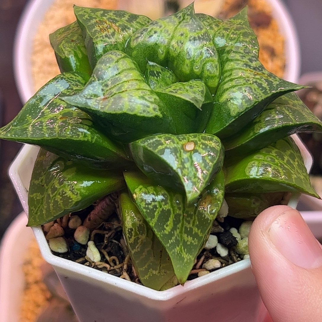 唐草十二卷母本十二卷多肉