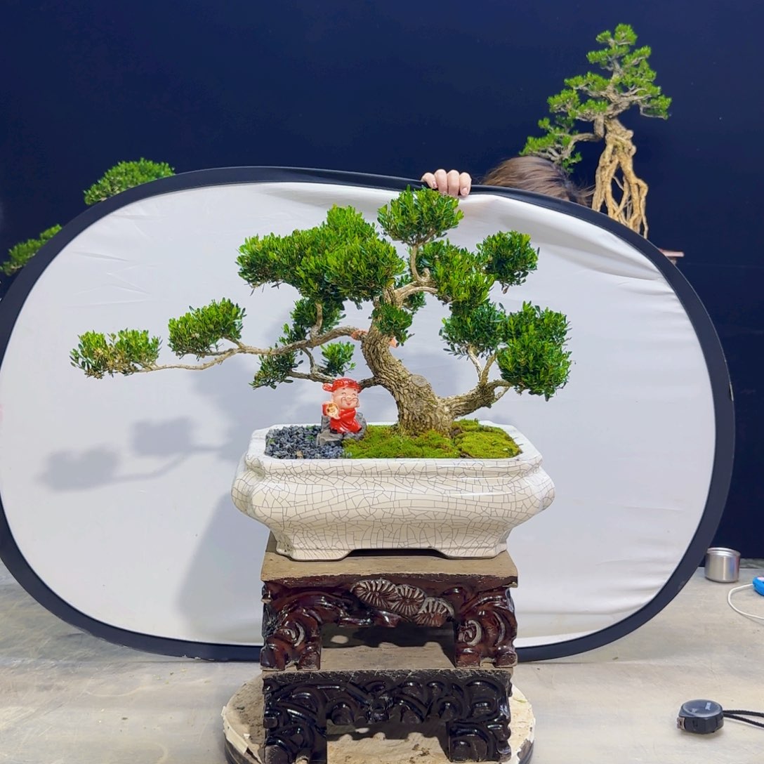 高端黄杨盆景艺术