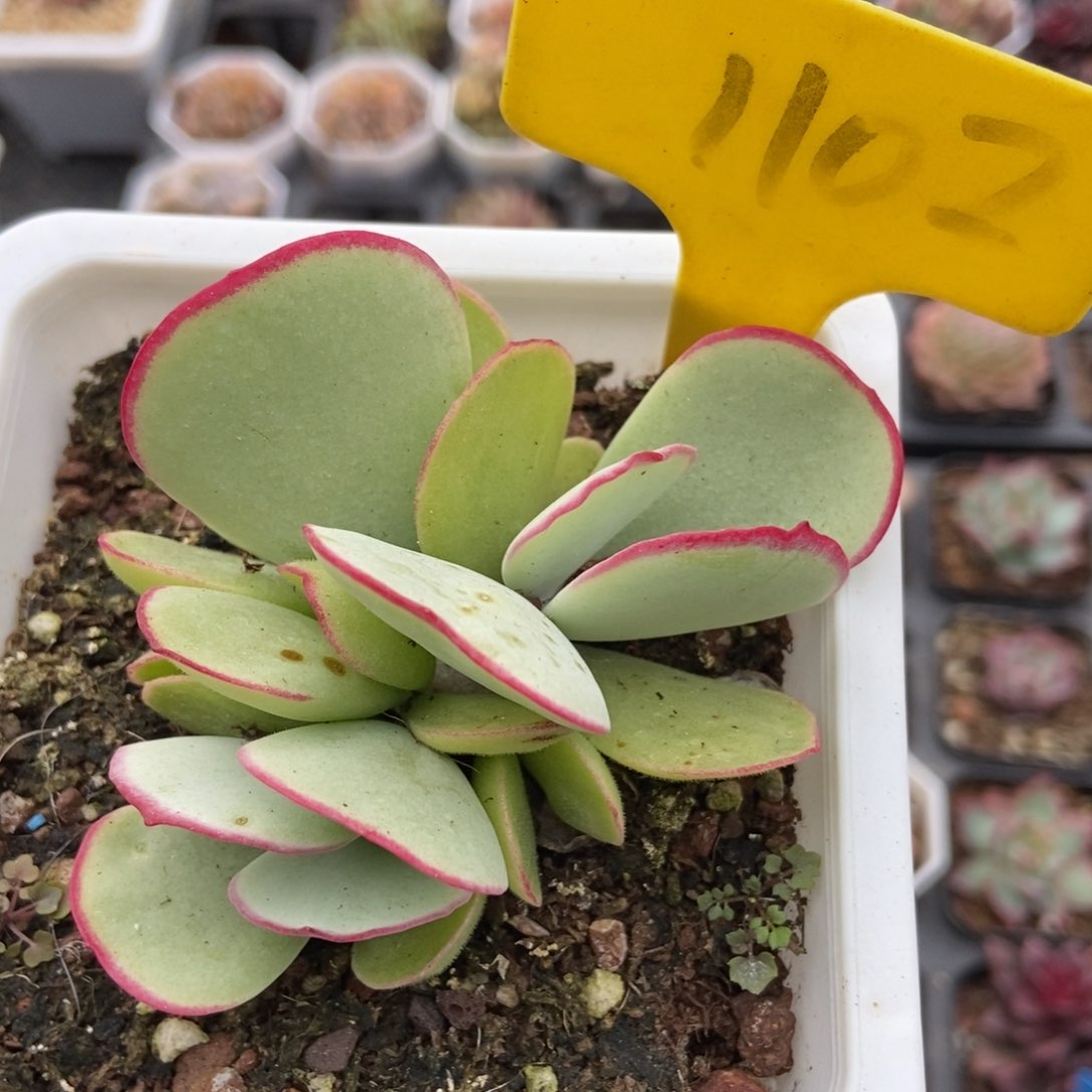 1102白眉多肉植物保护