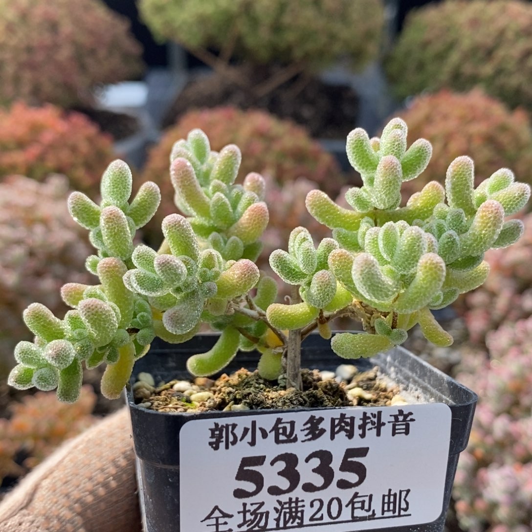 优选冰晶5335枝干番杏