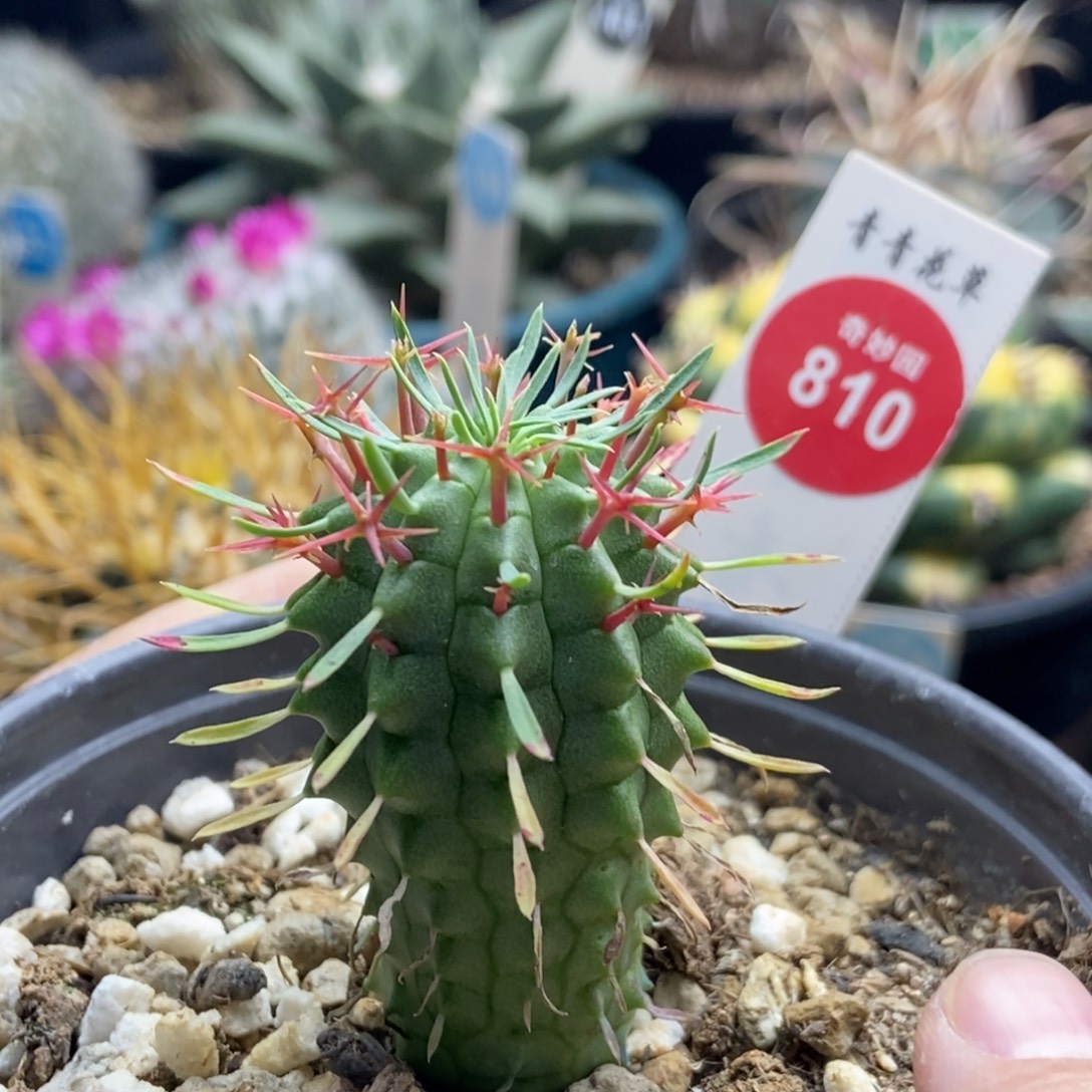 实生群星冠2.8cm一棵仙人球