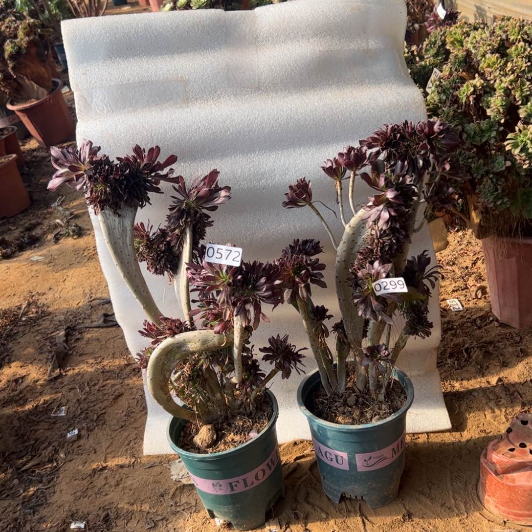 有伤两颗黑缀572.299