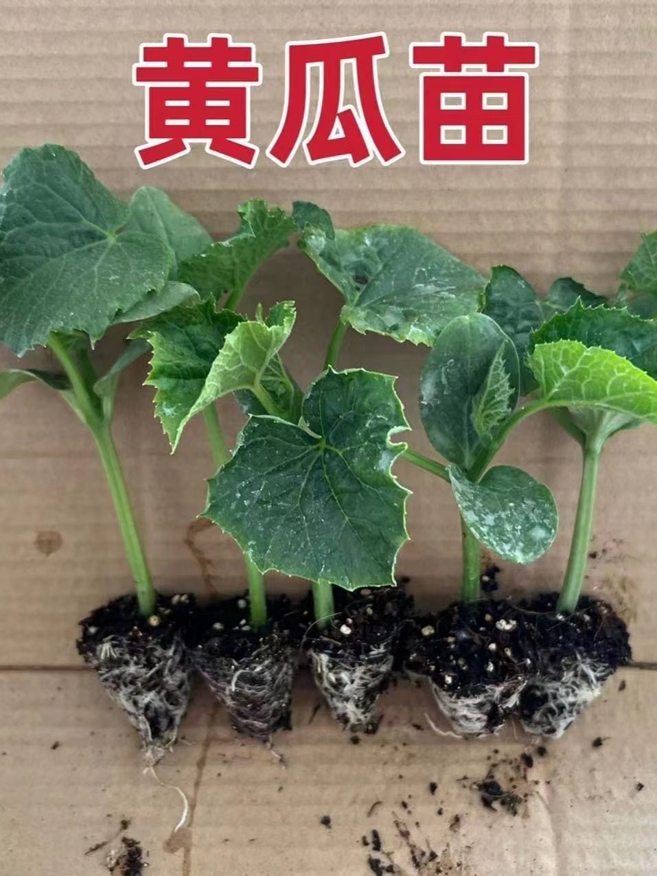 水果黄瓜苗盆栽秧苗四季早熟黄瓜苗本地阳台种植