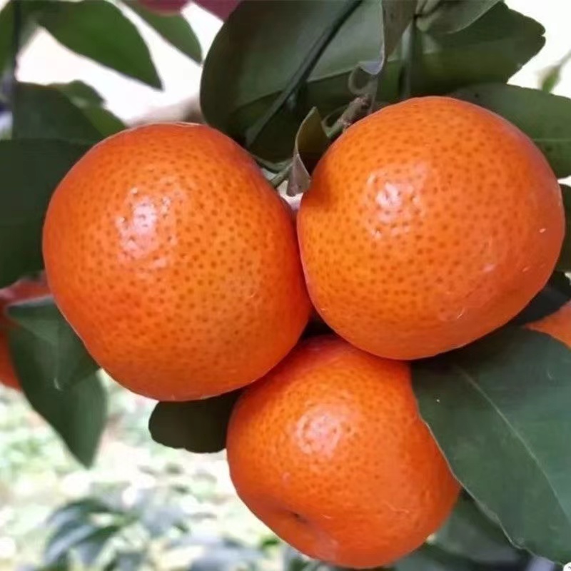 【特价小苗】正宗嫁接苗南北方阳台庭院盆栽地栽水果树苗