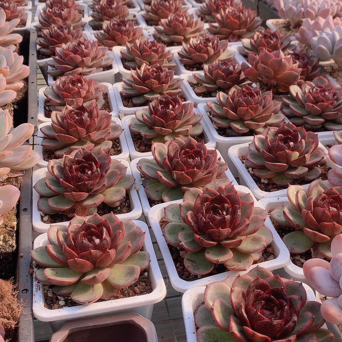 玫瑰雪特000000000000000