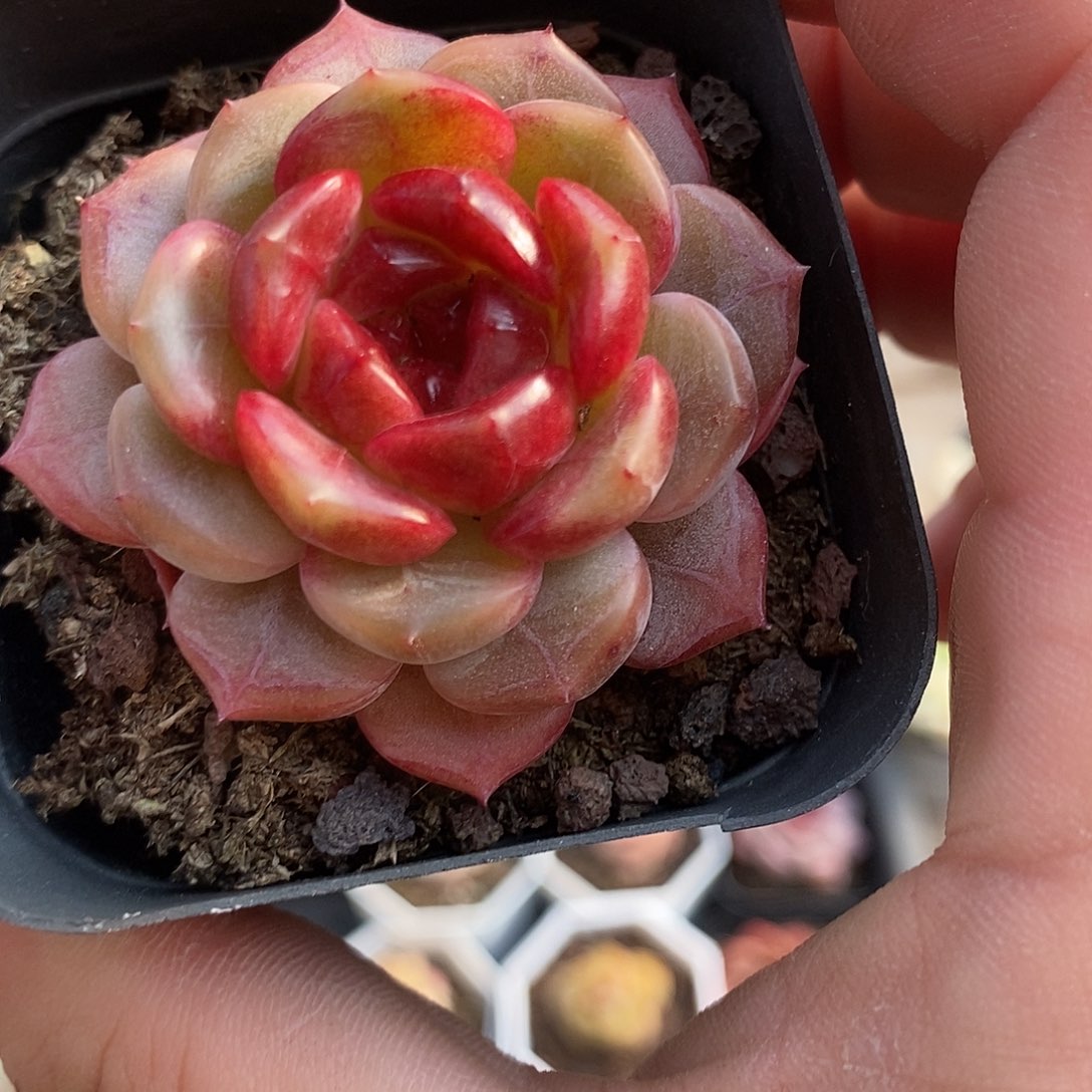 海***宝宝宝多肉植物哇啦塞哇啦塞