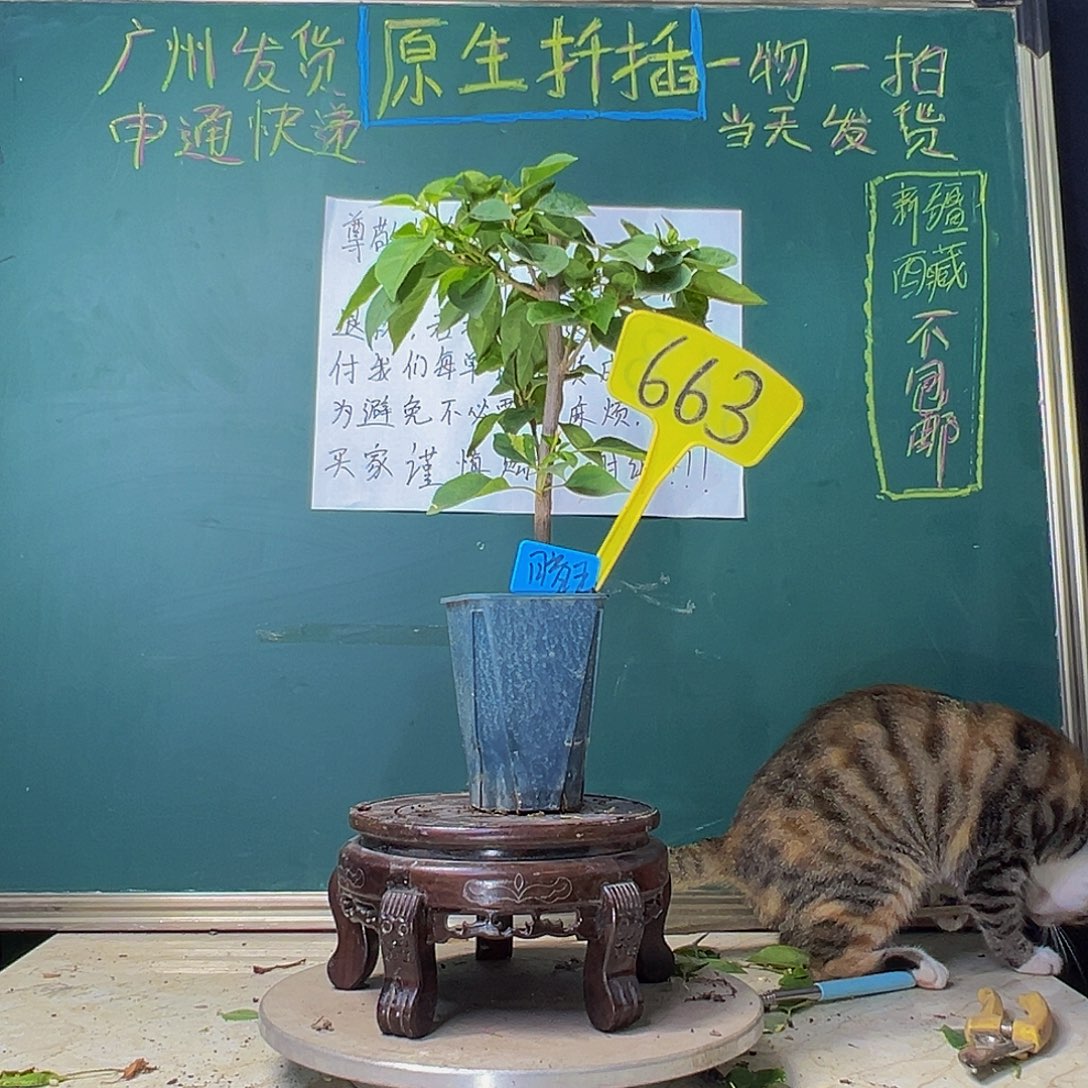 当前无花栽培后可以开花暗斑五宝 方盆 663