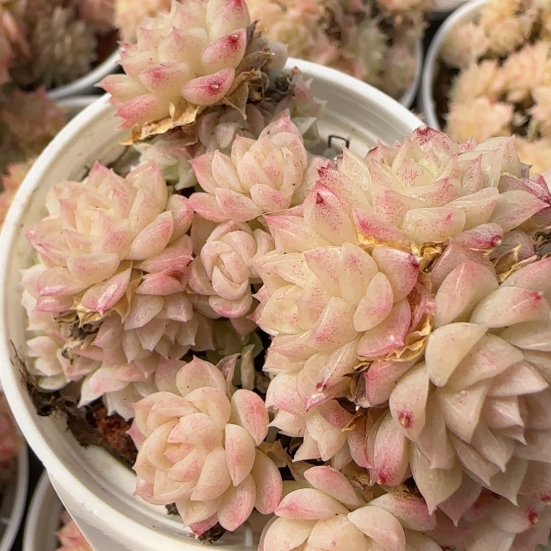 花语逸境0219-810散