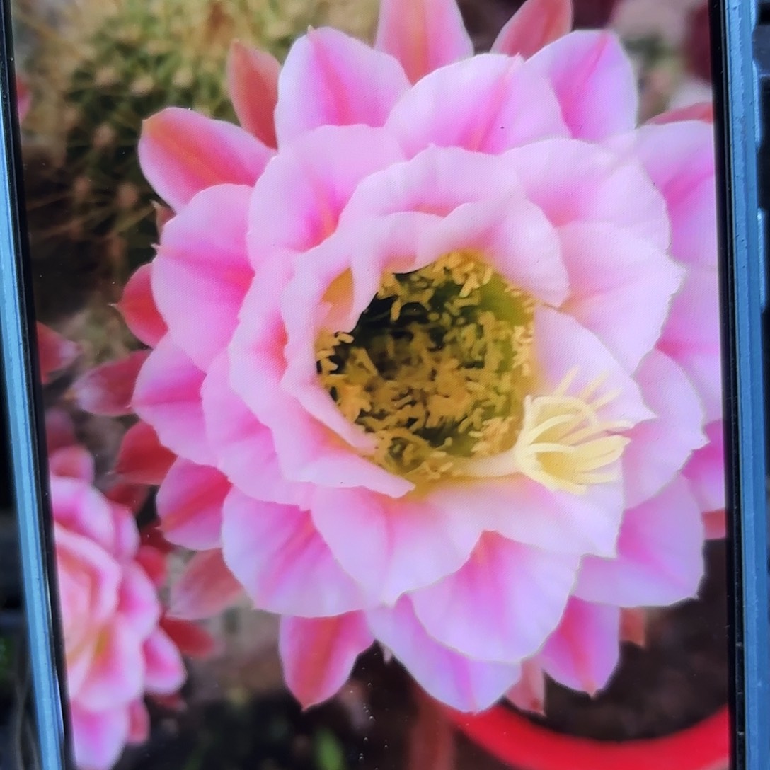 曙光无根侧牙四公分17