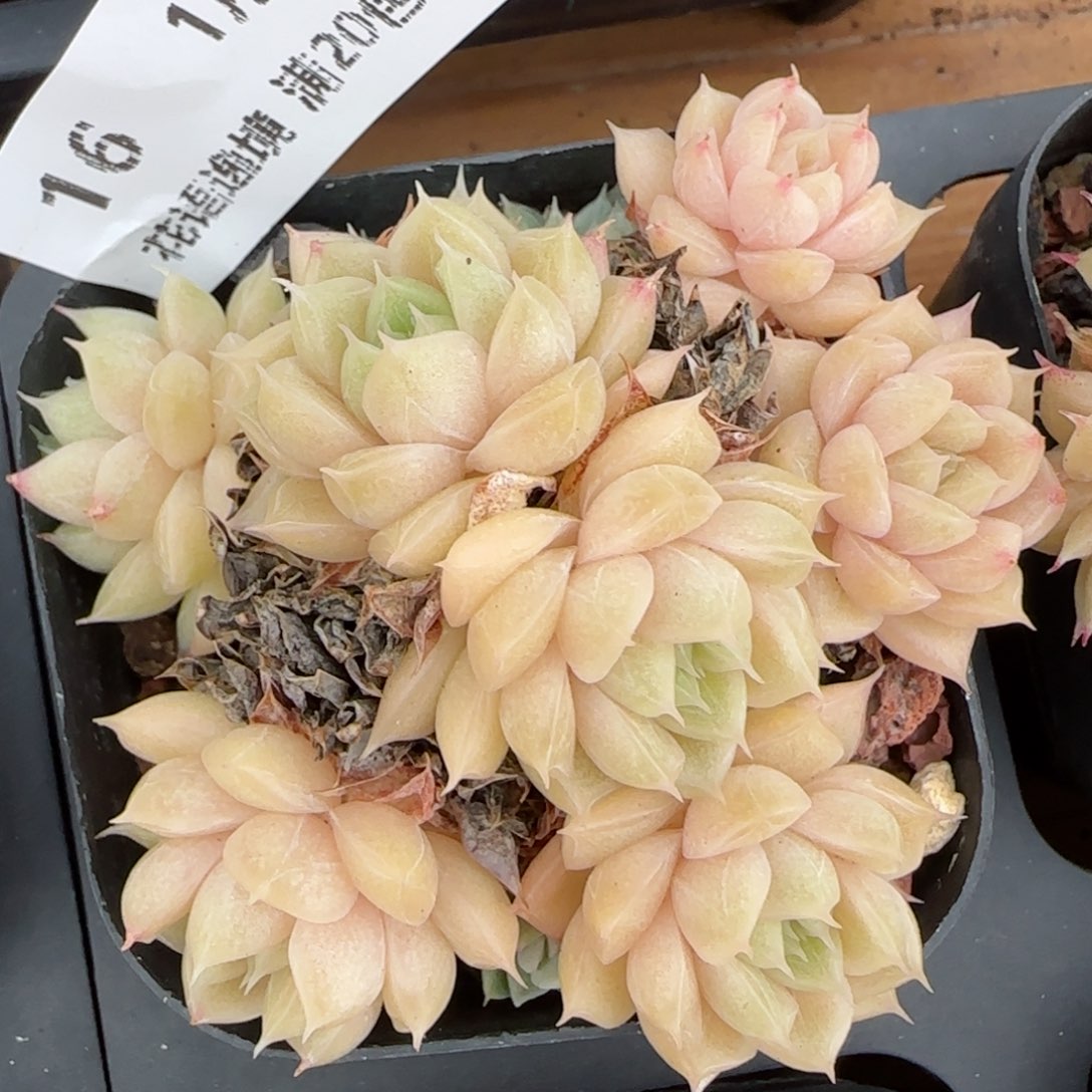 花语逸境0130-16散