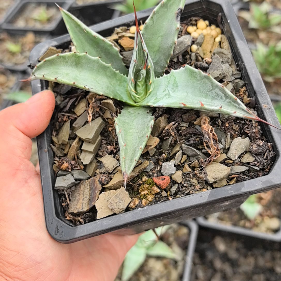 蒙塔纳12233596988056