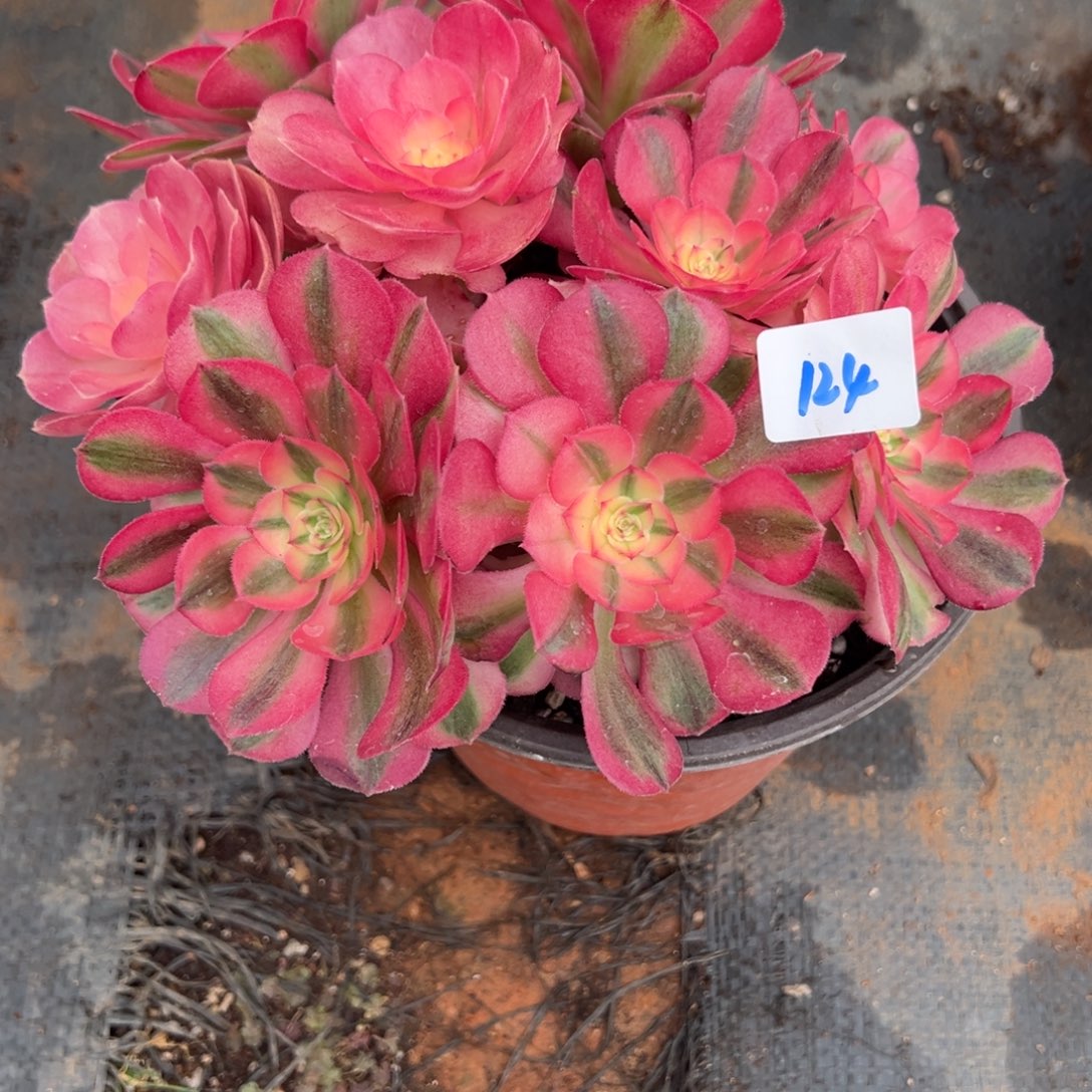 124倾城多肉多肉多肉