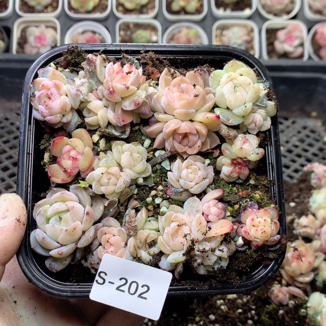 无花朵S202月英语英语