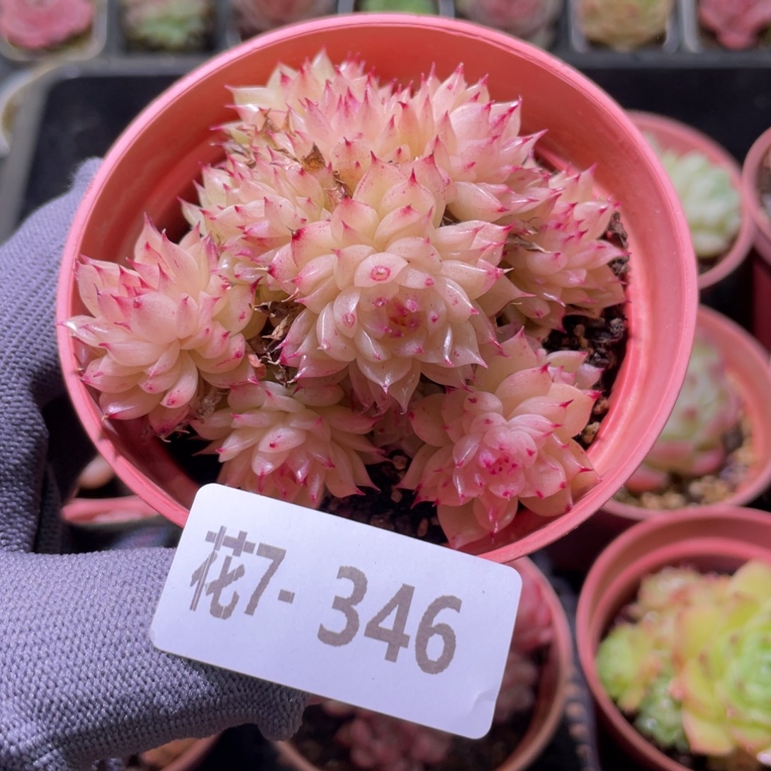 花利美7-346麦秆群