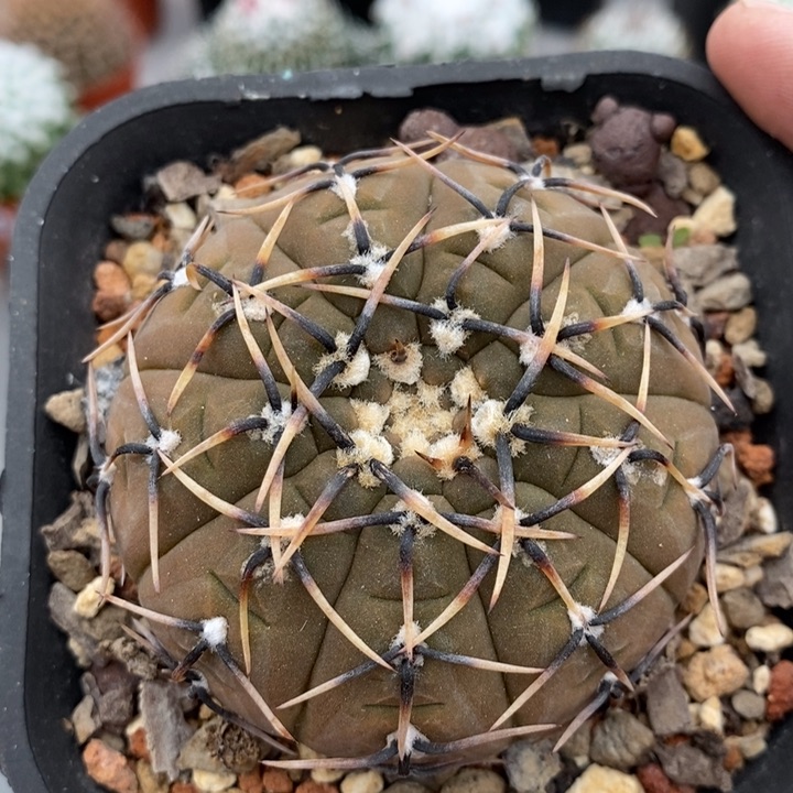 【闪购商品】豪刺怪龙丸