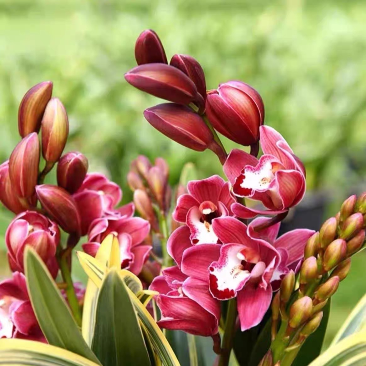 兰花（金边矮种茶桌兰）精致小巧好养花卉