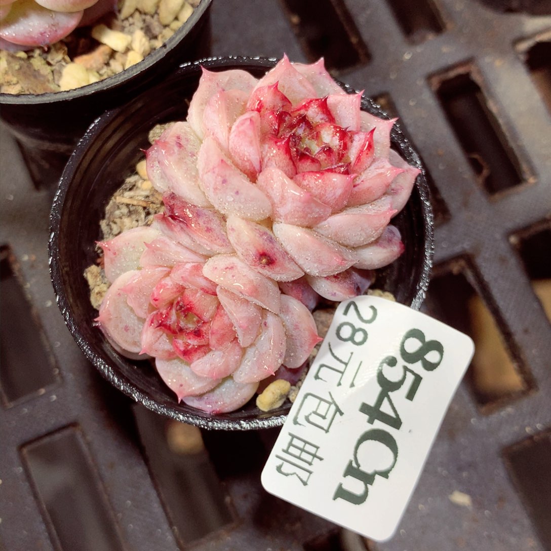 5厘米盆精控多肉854