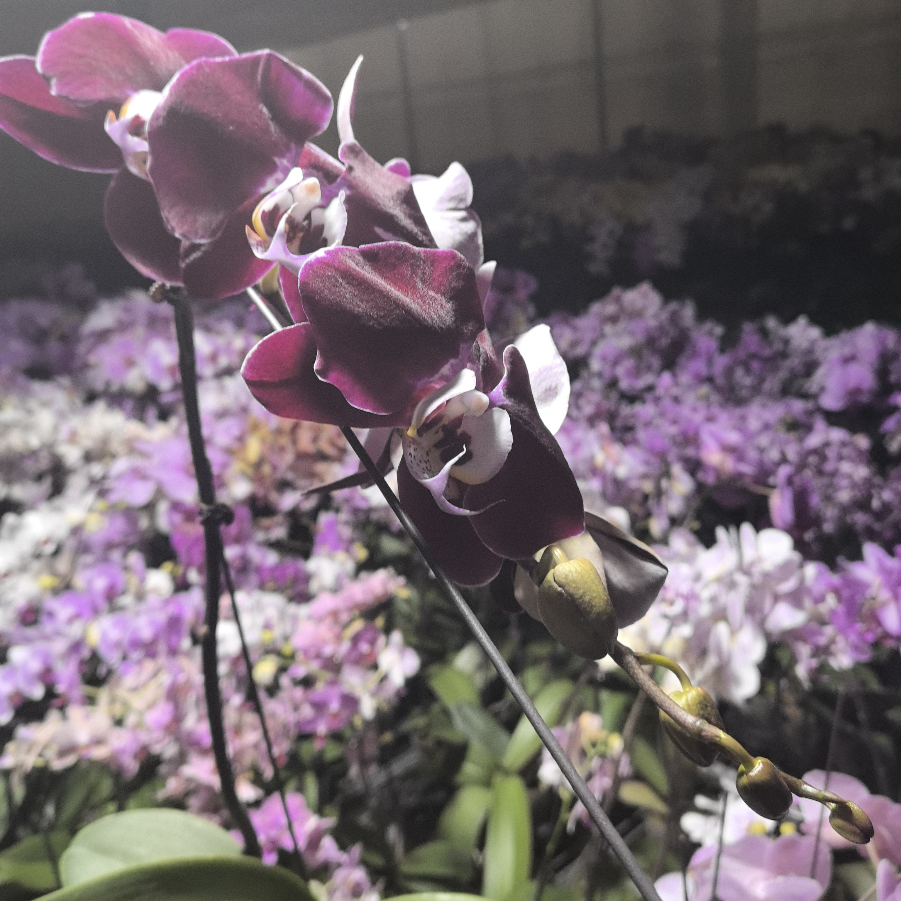 【幻影】精品蝴蝶兰基地直发